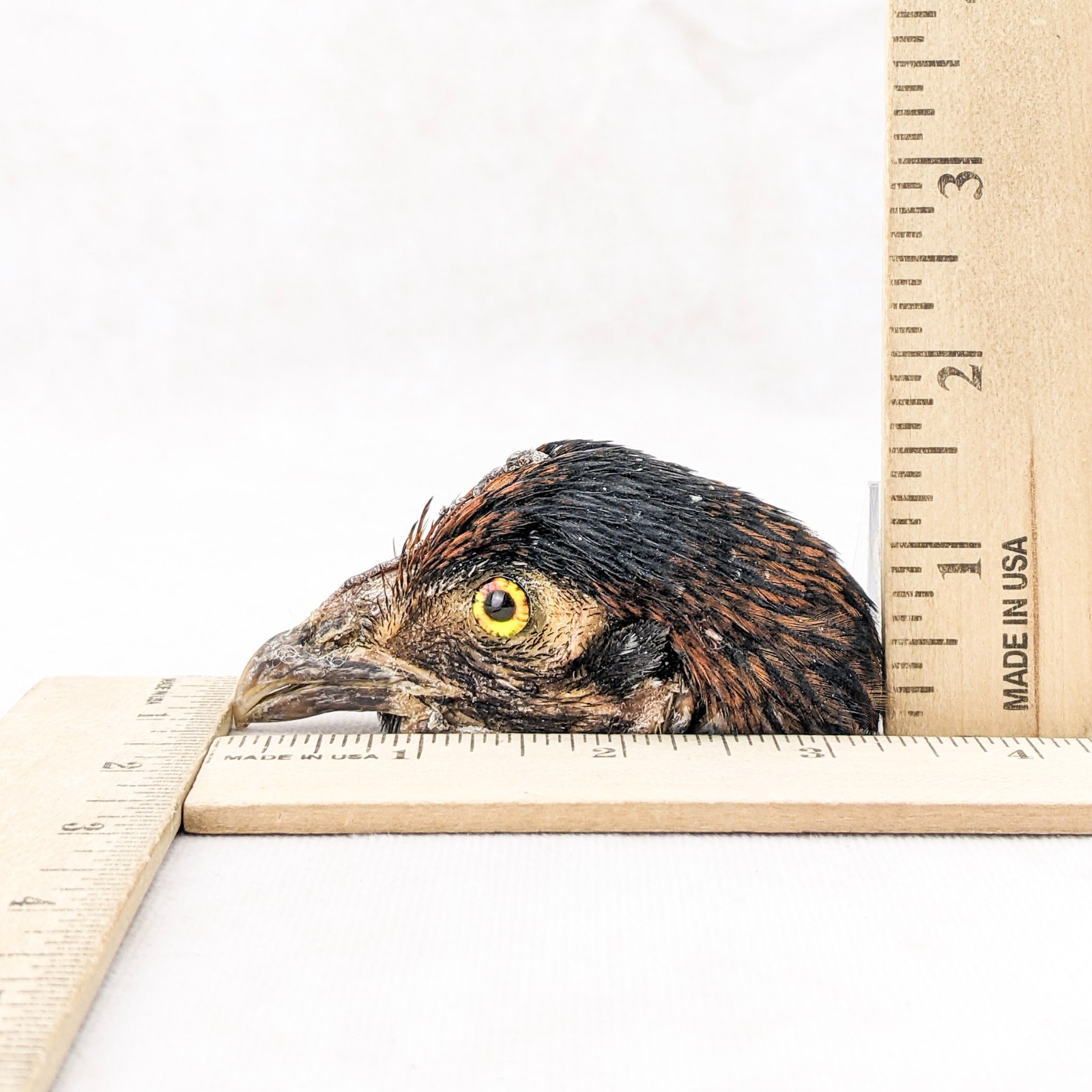 Chicken Rooster head Mount specimen DIY doll Head crafts oddity curiosity bird