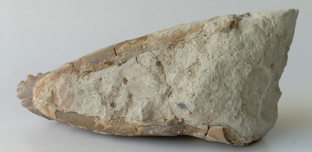 Camel Jaw Teeth Fossil From Badlands South Dakota