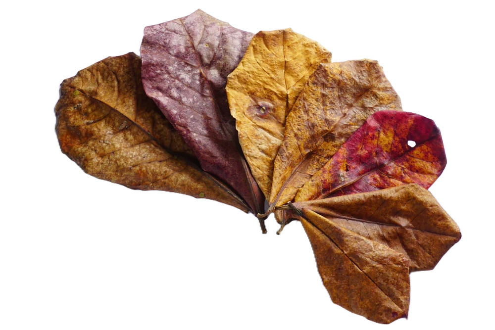 Small Indian almond leaves 5inch - 6inch Catappa, Ketapang for shrimp Beta Fish