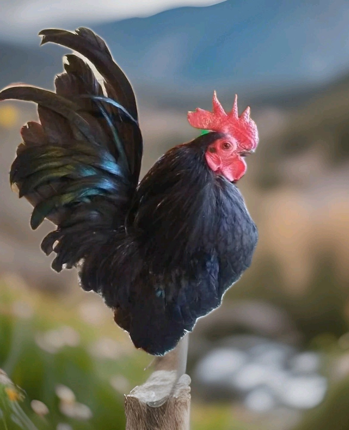 12+Ex NPIP AI CLEAN Pure Serama Micro To B Hatching Eggs MALAYSIAN & TRADITIONAL