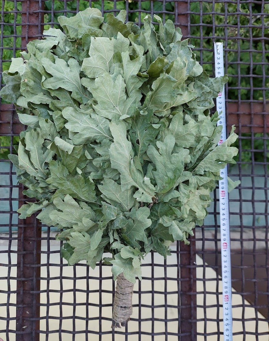18st Oak brooms+herbs sauna banya venik whisks Eiche eco 2025 Ukrainian free shi