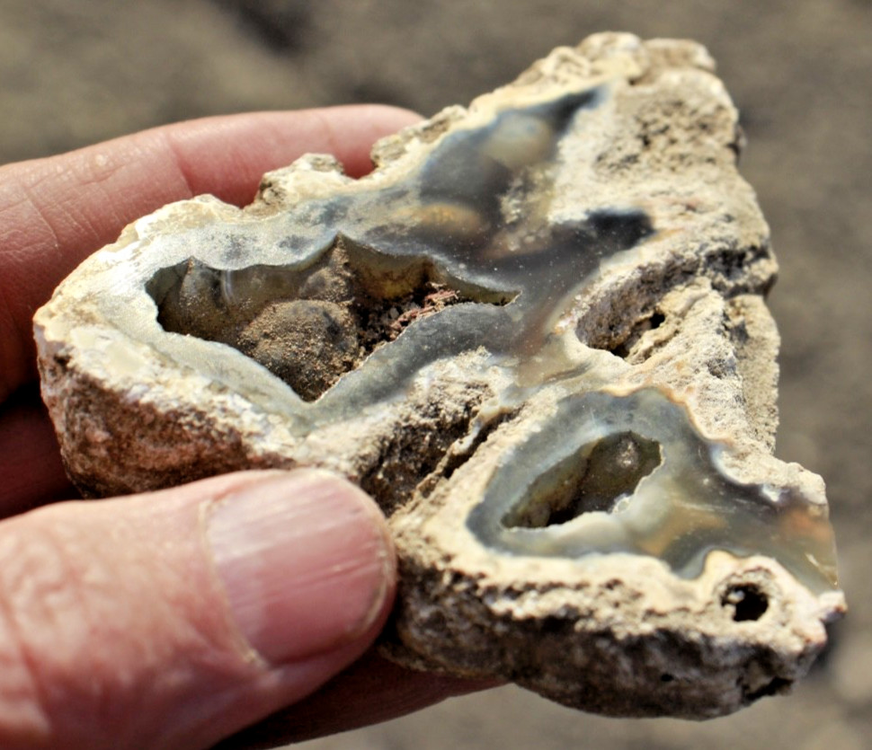 Polished Tampa Bay Fossil Coral Half • 3.0" Wide/4.3 oz.