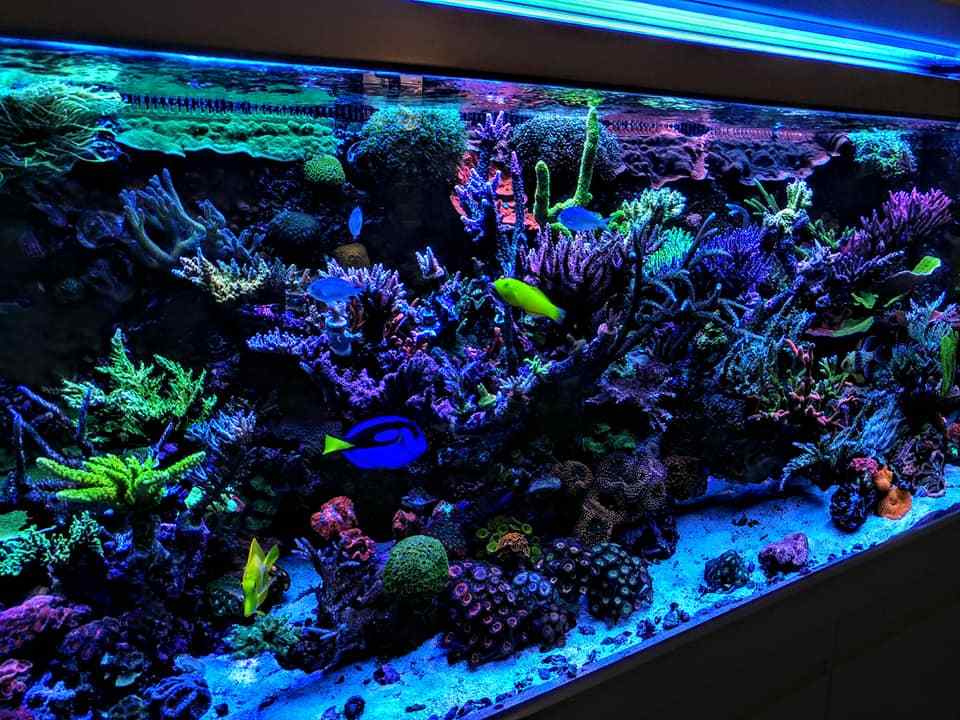 REEF PRO COMPLETE AB 2 GAL SET Calcium Alkalinity