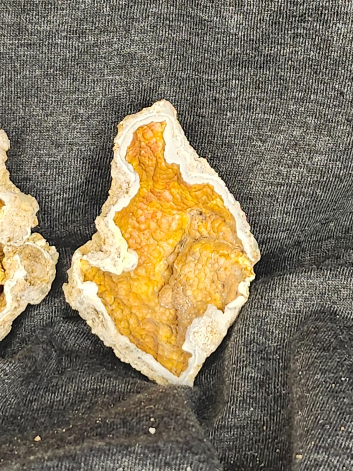 Florida Agatized Coral Fossil Pair, unpolished Chalcedony Fluorescent!