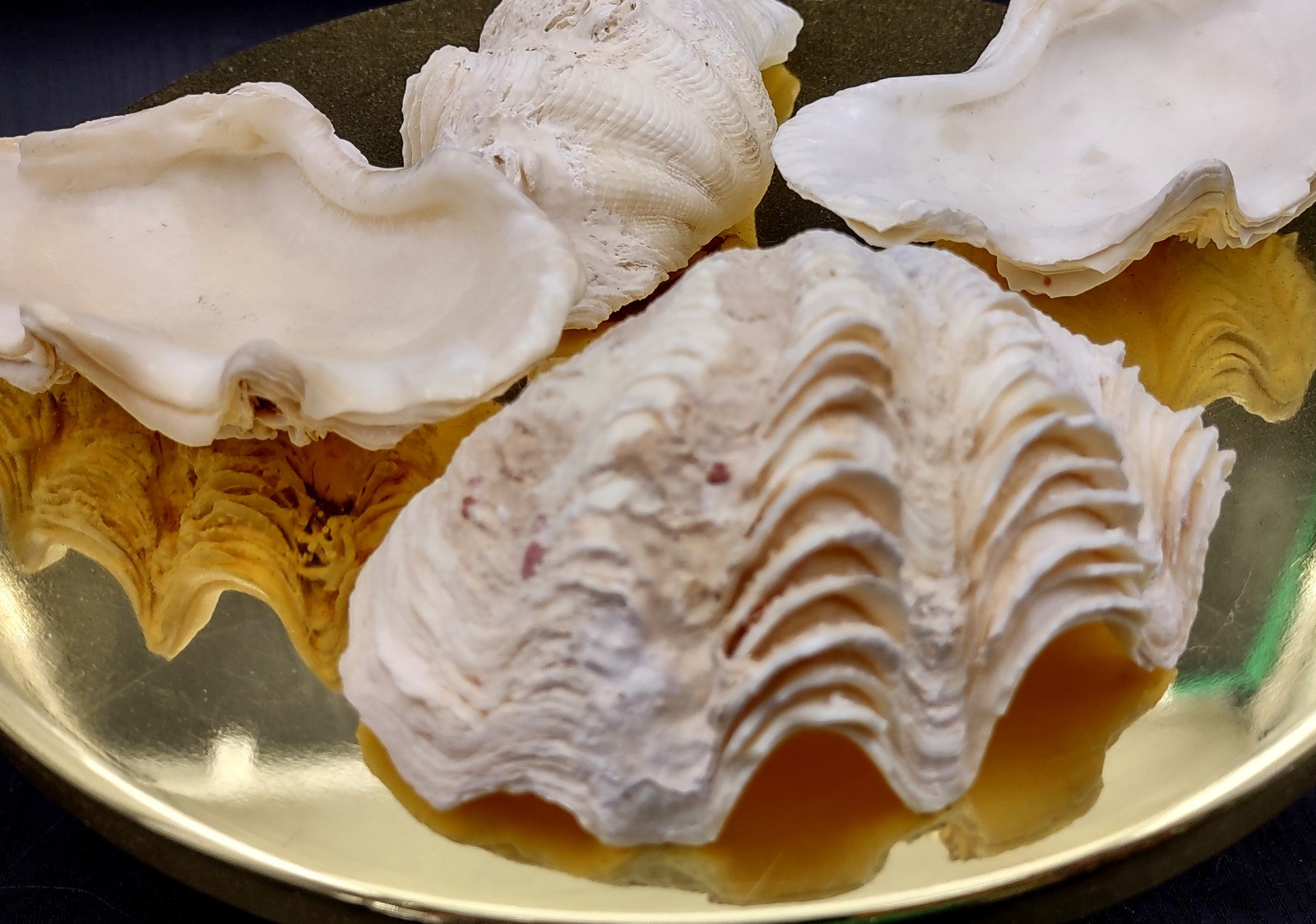 Ruffle Clam Seashell Half Tridacna Squamosa (1 shell approx. 4+ inches)