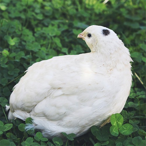 10+ Fertile Hatching Eggs Quail Coturnix Jumbo White Texas A&M Meat & Egg Birds
