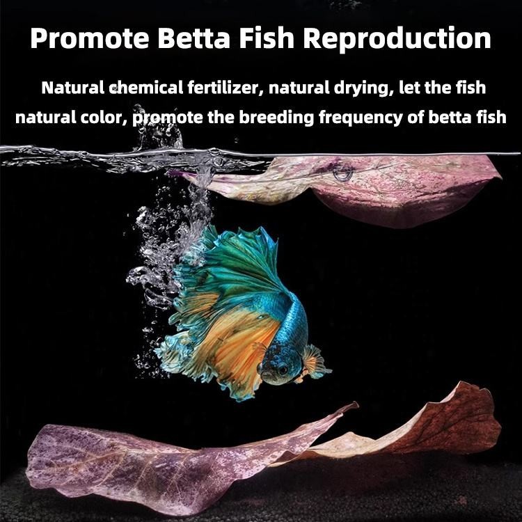 20 PCS LARGE INDIAN ALMOND LEAVES PREMIUM!! FREE SHIPPING USA!! 5-7 INCHES!!