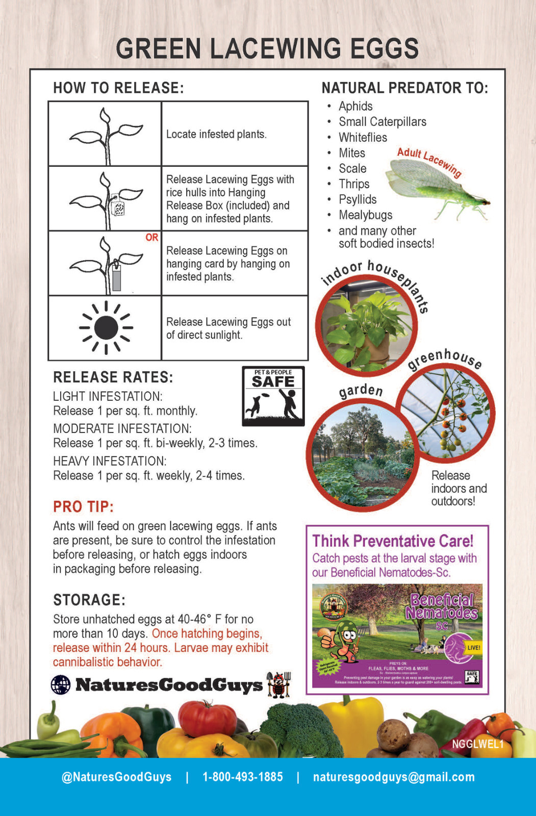 Green Lacewing Eggs in Rice Hulls - Aphid Exterminator - NaturesGoodGuys