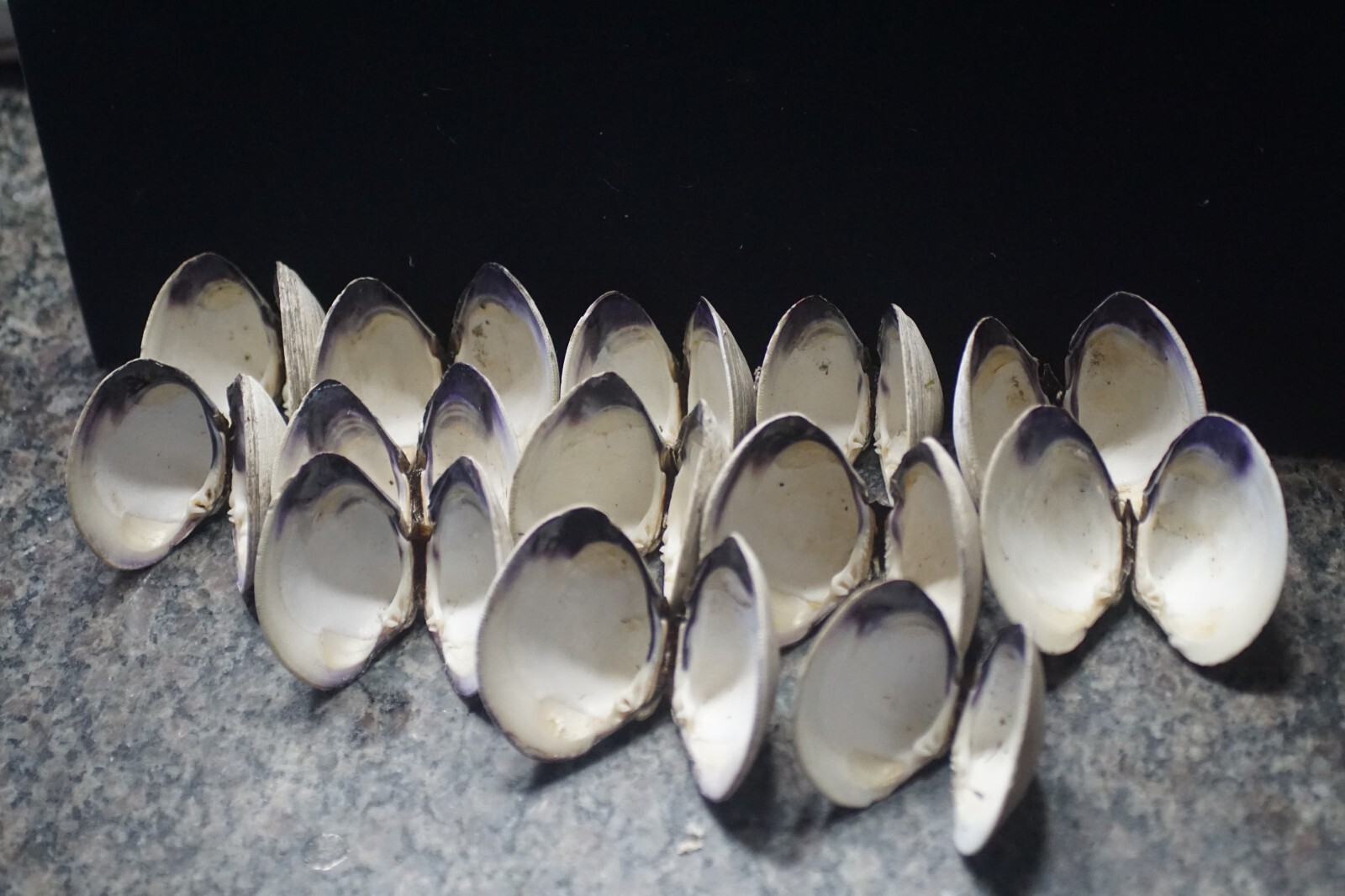 Wampum Quahog Shells RI 2 1/2"-3" " Matched Pairs Crafting Lot of 26