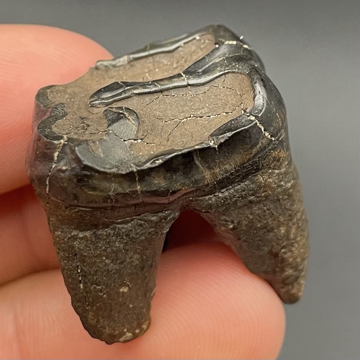 Tapir Tooth Pleistocene Age Mammal Fossil Peace River Florida Ice Age Molar