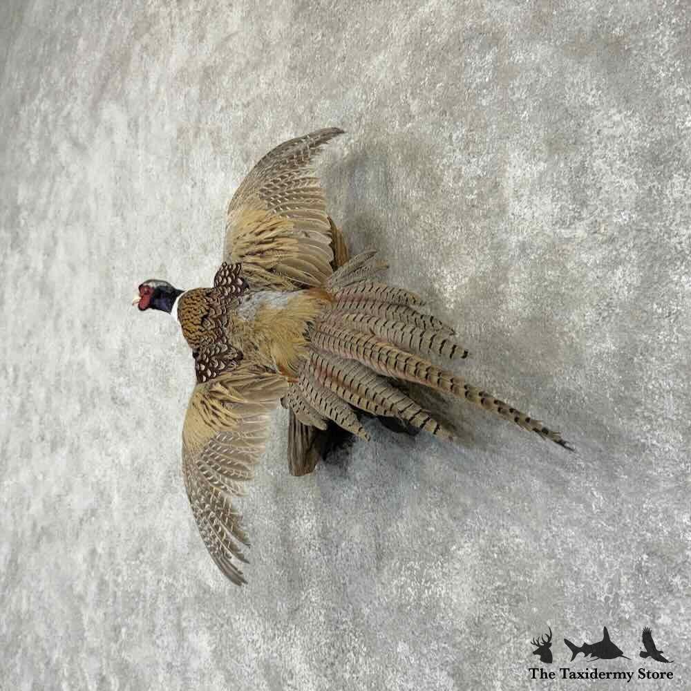 #31739 P | Ringneck Pheasant Taxidermy Bird Mount For Sale