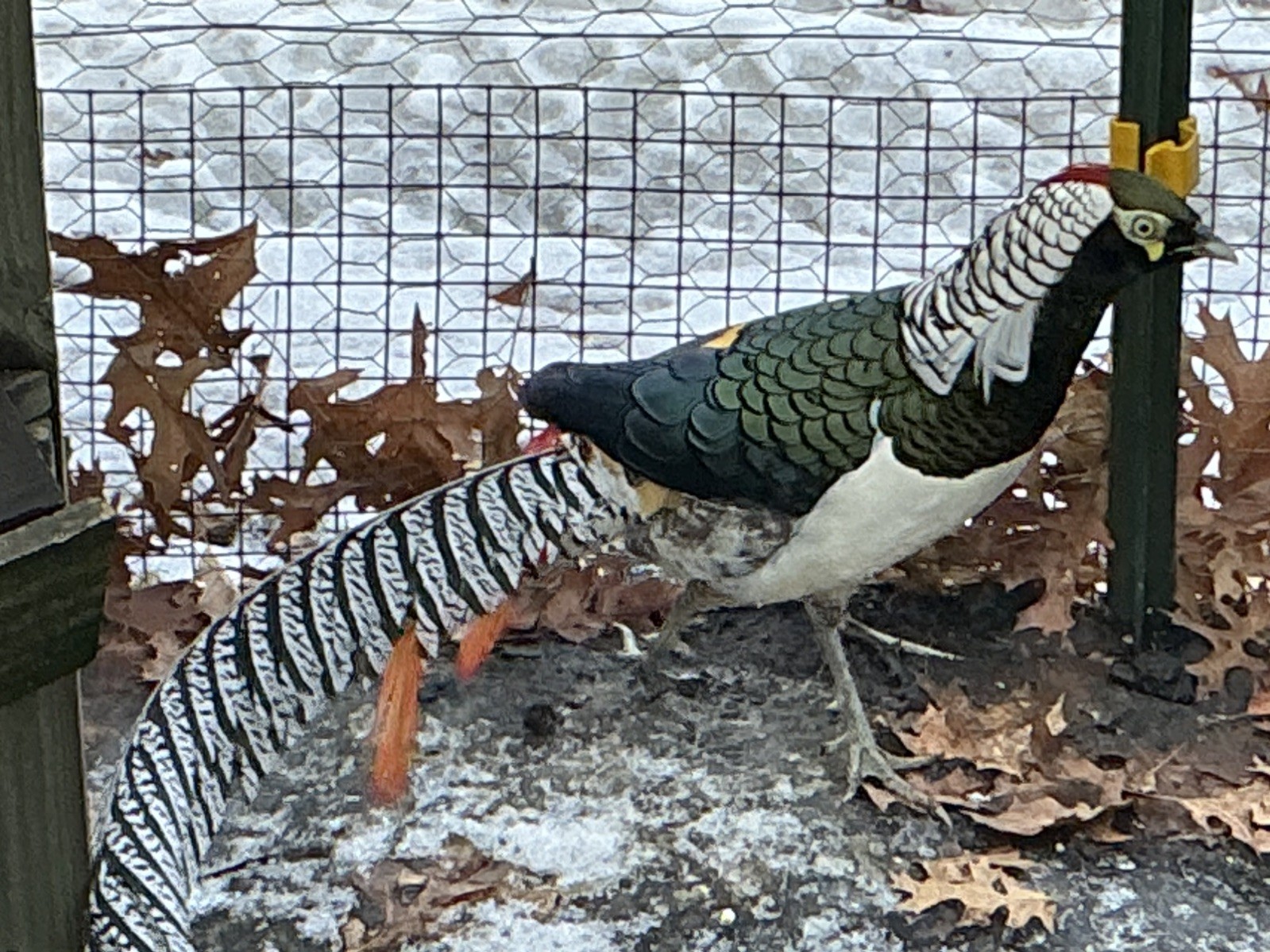 PRE-SALE Lady Amherst Pheasant Hatching Eggs 6+2