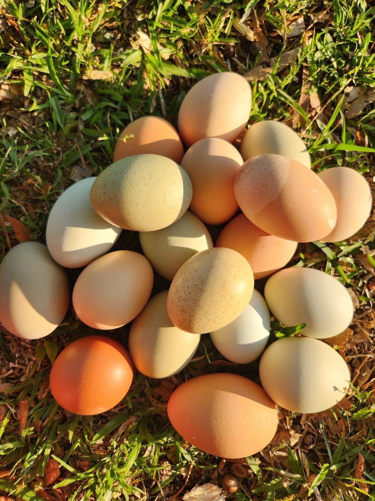 12+ Rare Breed Chicken Hatching Eggs Orpington, Wyandotte, Sweddish Flower
