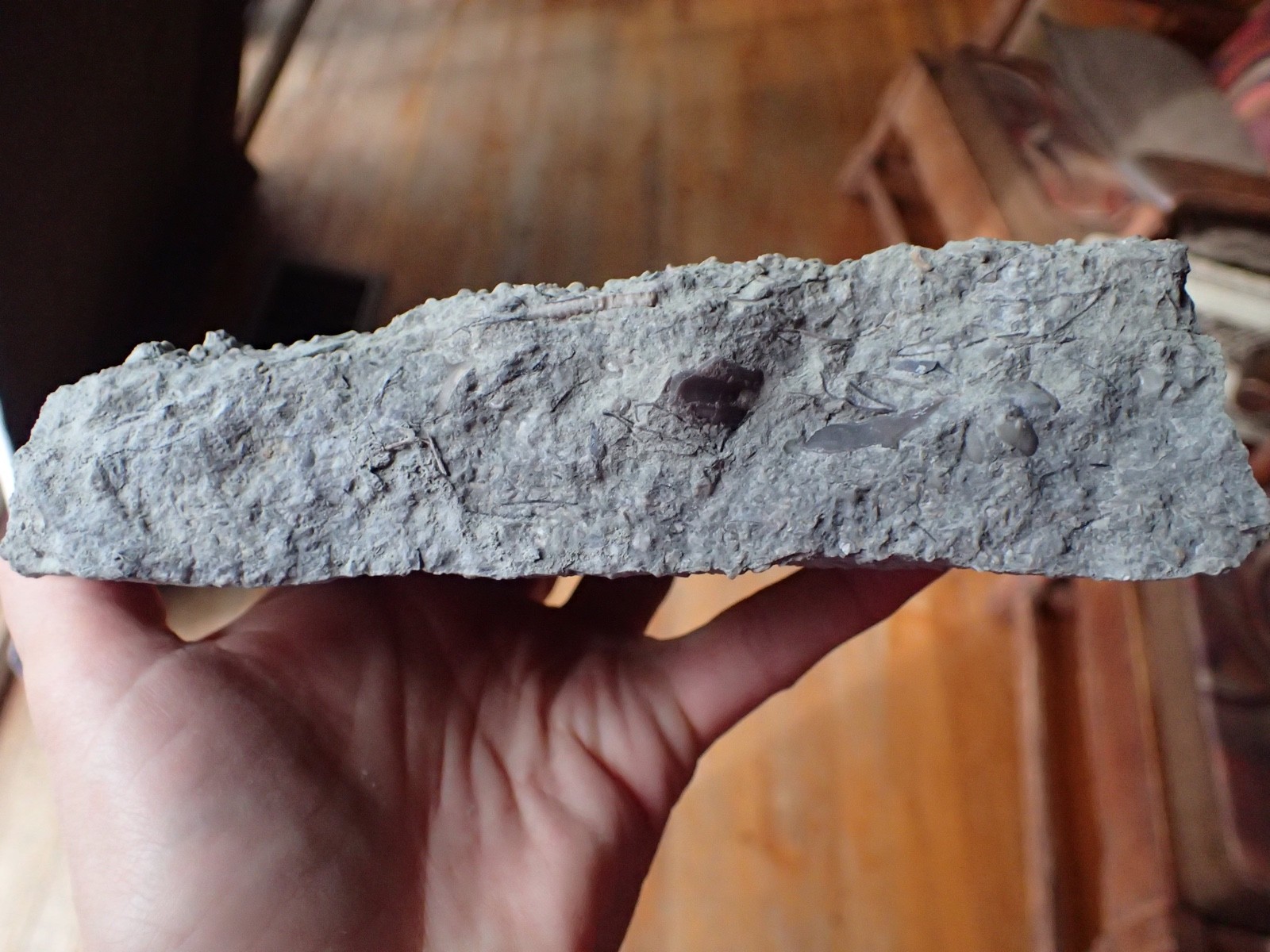 Crinoid Fossil Hash Plate KY Gift Specimen Collection Specimen Curio Display HP4