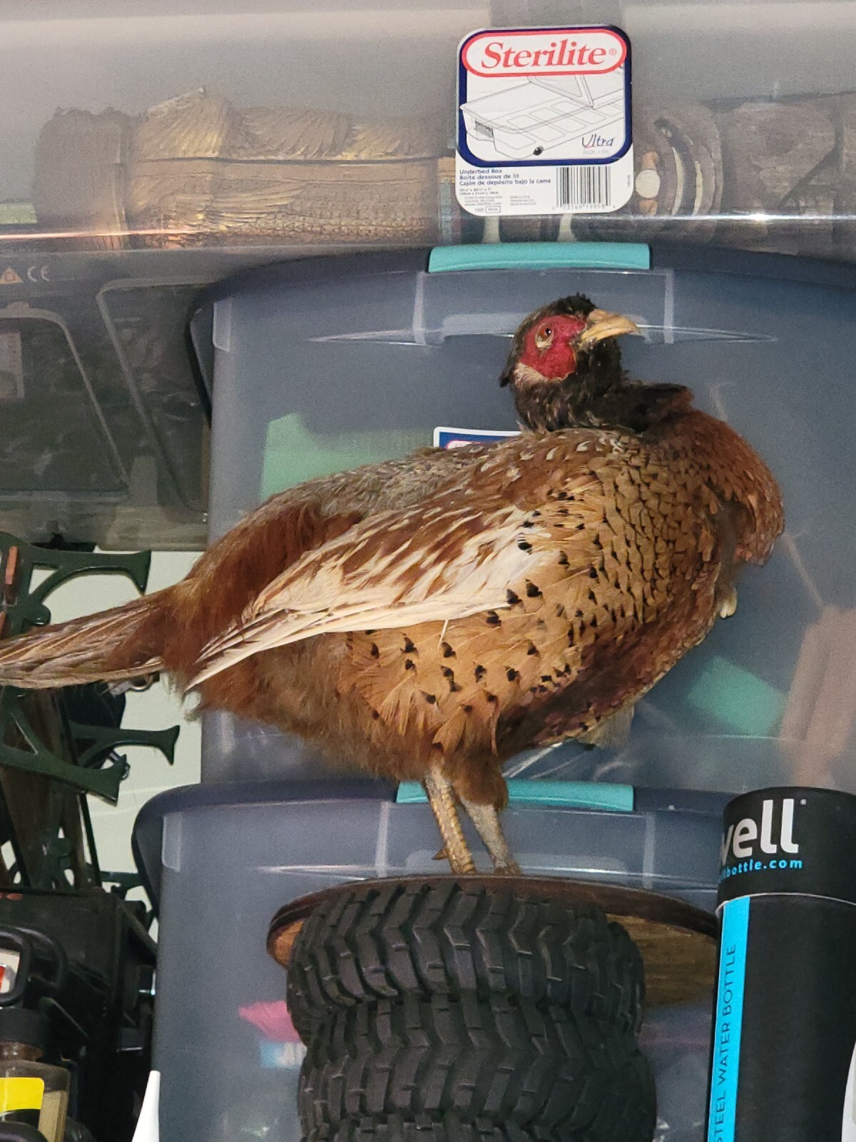 Female Hen Ringneck Pheasant Hen Taxidermy Mounted Plack/ Beautiful 😍 Colors