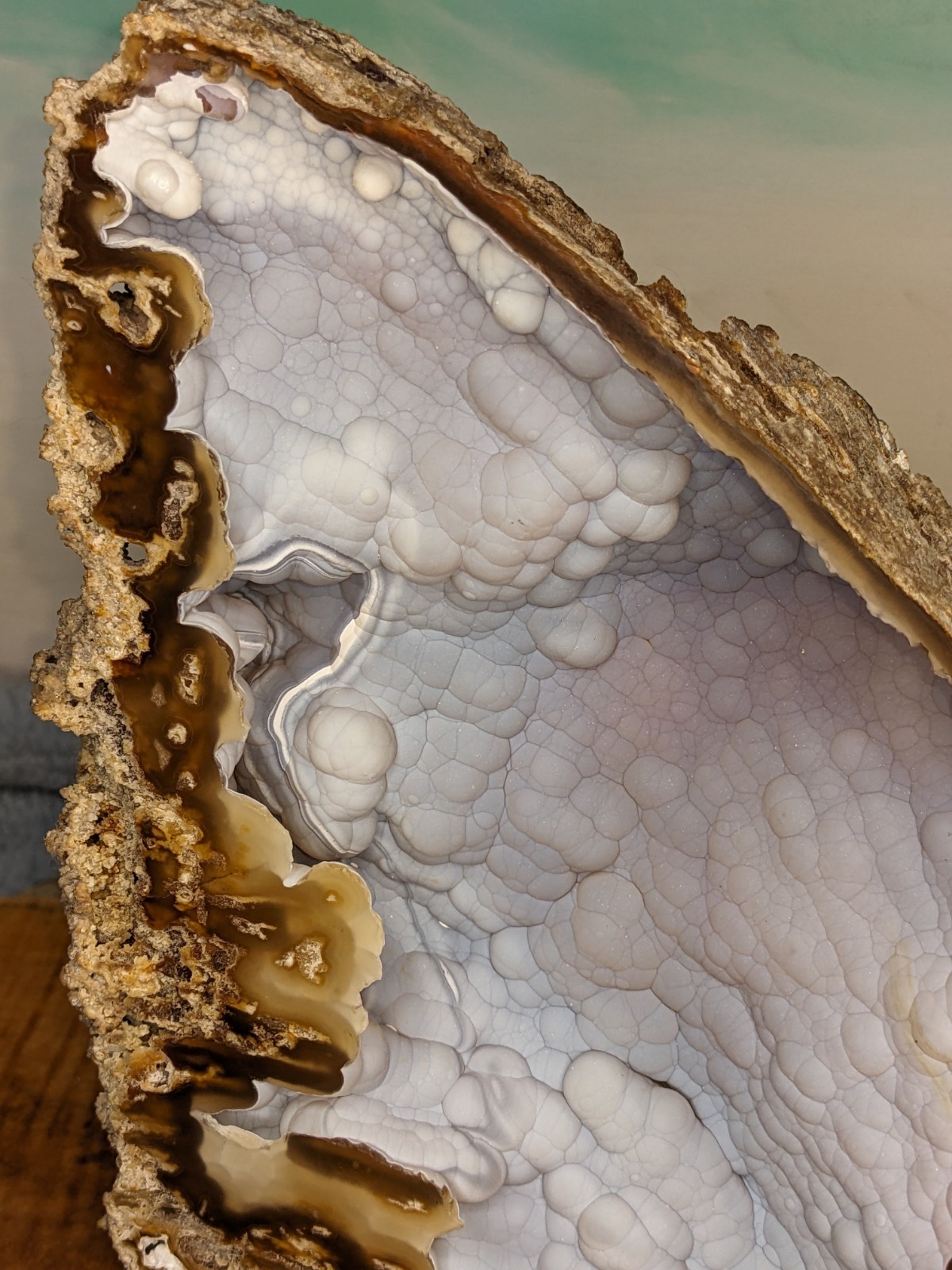 Agatized Coral Fossil Split Geode Botryoidal Blue/Violet Butterfly w/stands