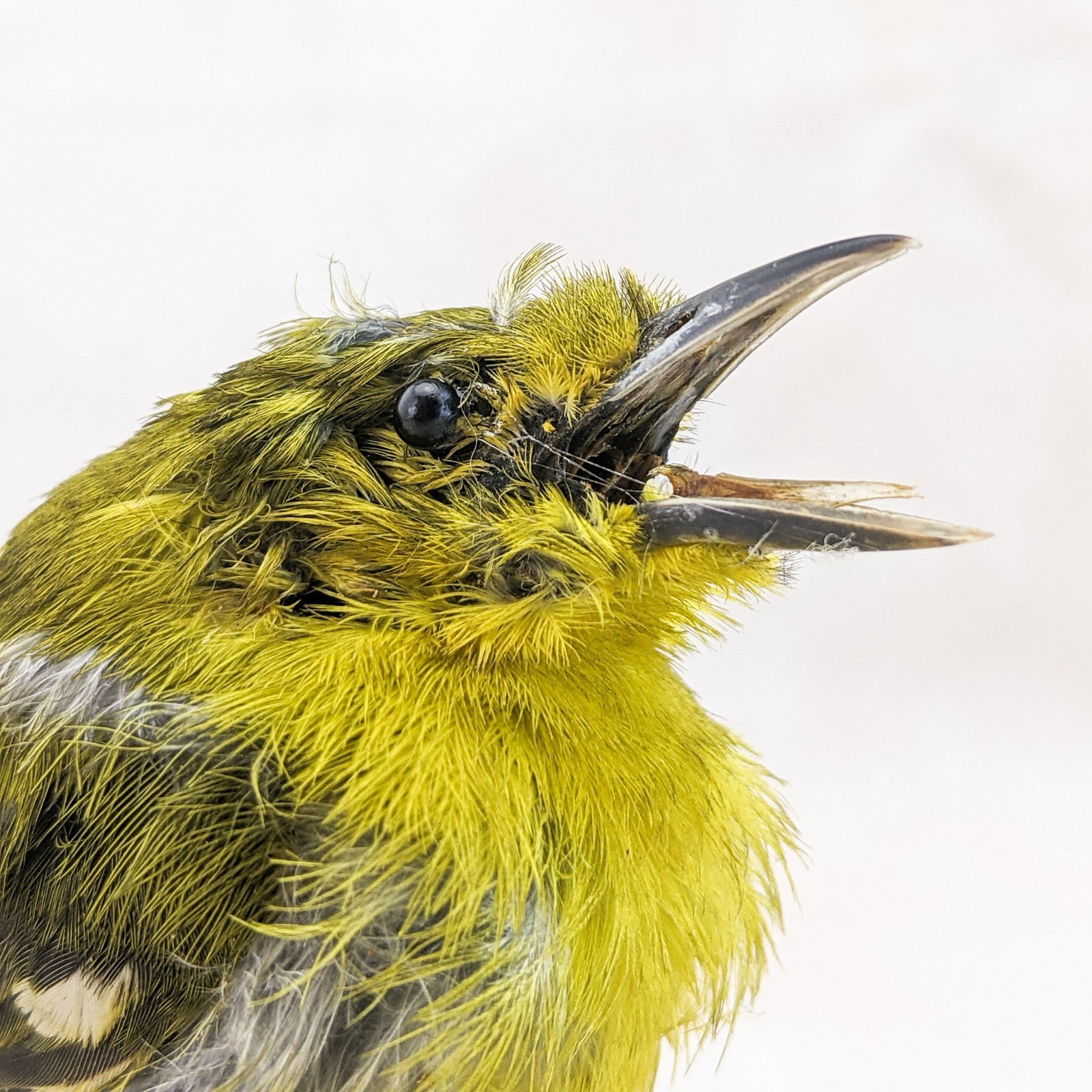 Iora bird taxidermy Bird Specimen oddities taxidermy curiosities oddities craft