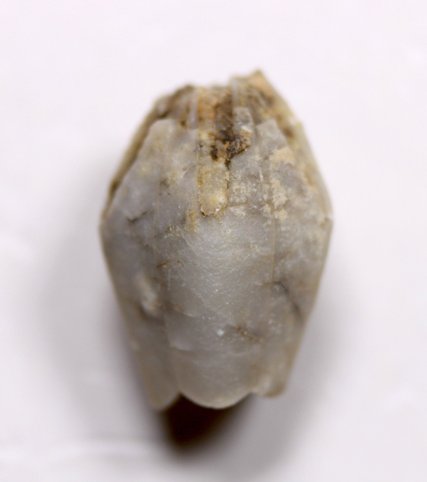 Troosticrinus reinwardti Blastoid Fossil Silurian Tennessee Brownsport Formation