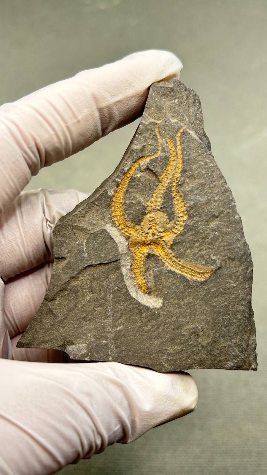 Natural boutique Moroccan sea snake tail echinoderms, ancient marine fossils