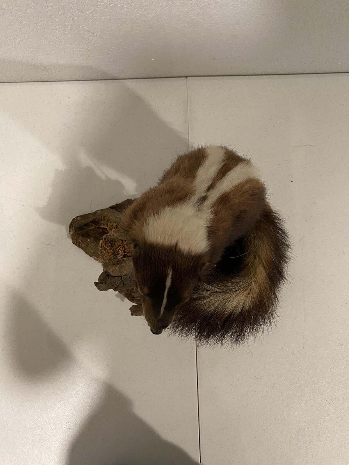Rare Adult Brown Striped Skunk Taxidermy Mounted 16” Tall Vintage Oddity NICE