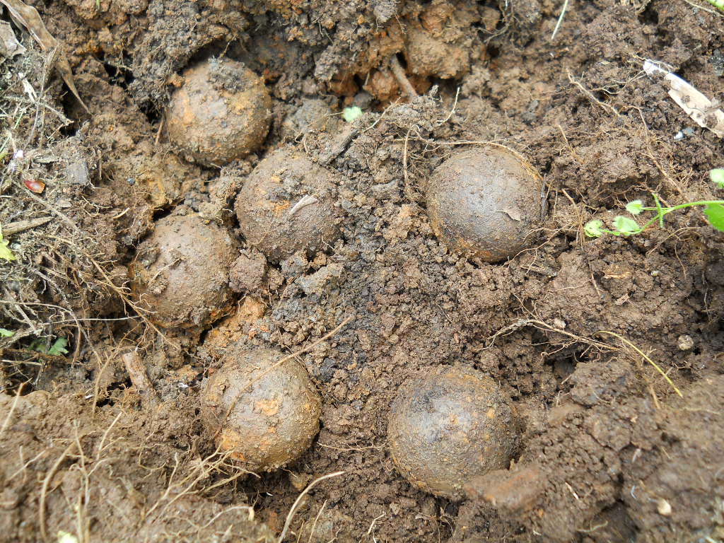 Old Rare Vintage Antique Civil War Relic Confederate Canister Shot Appomattox VA