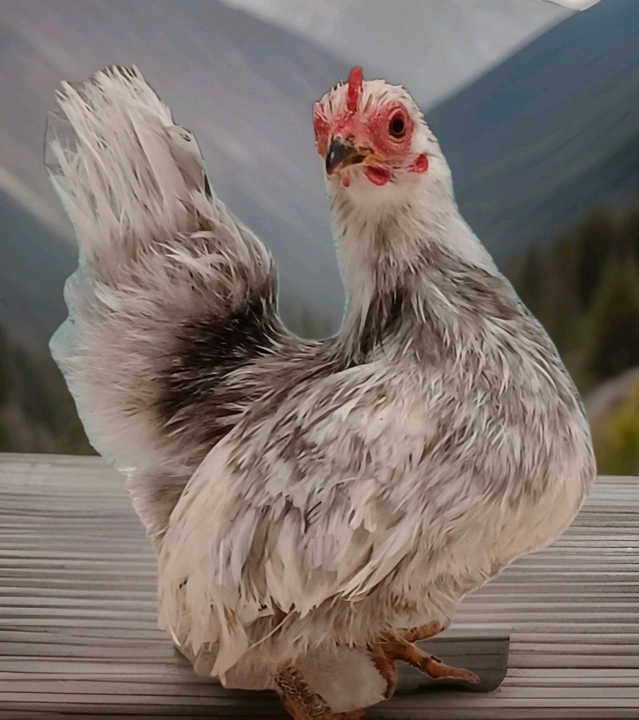 5+ Micro To Size A & B 100% Pure Serama Hatching Eggs Malaysian And Traditional