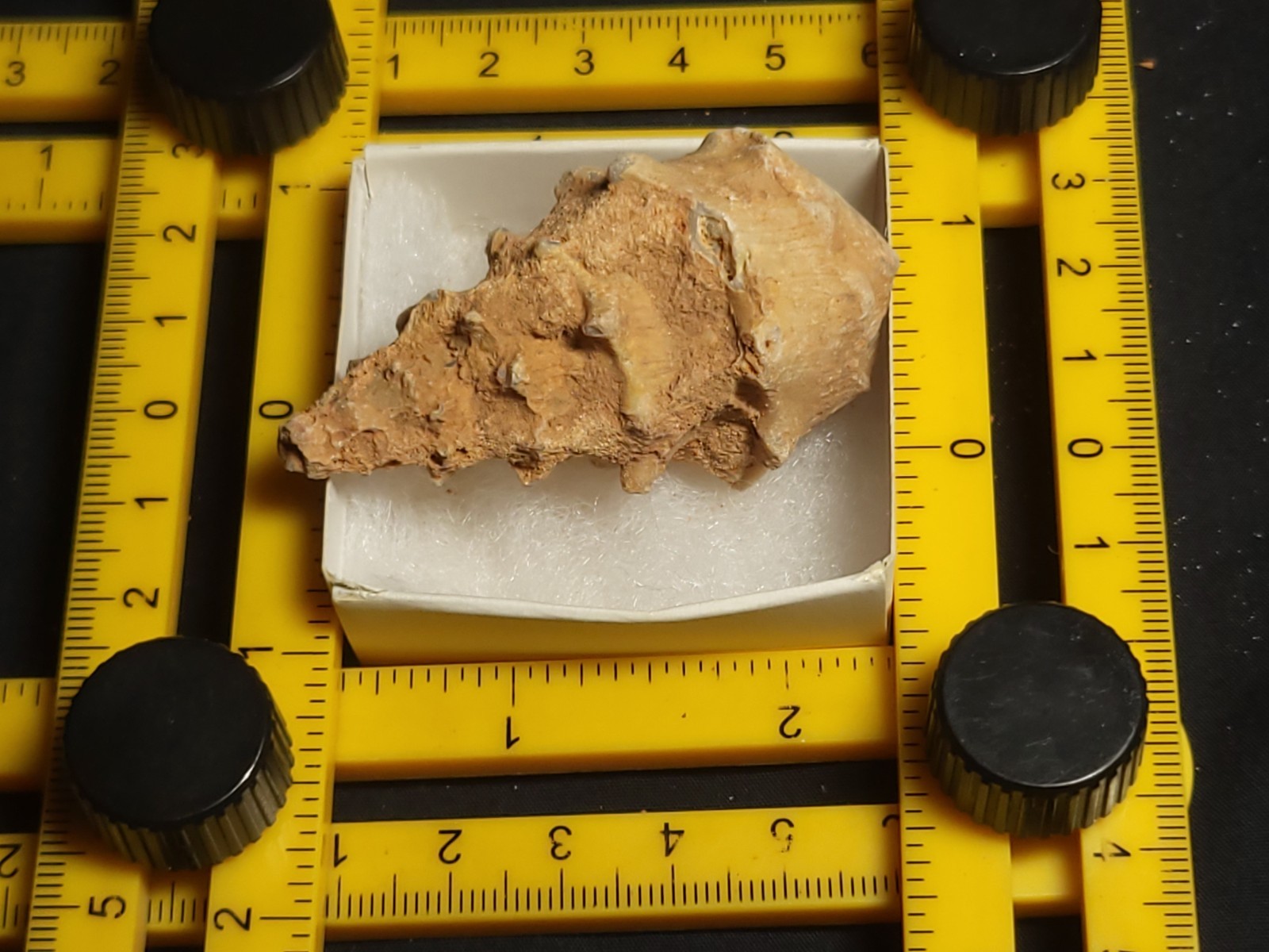 Fossil Cerithium sp. Gastropod agatized from Morocco approx. 2" (30.0 g)