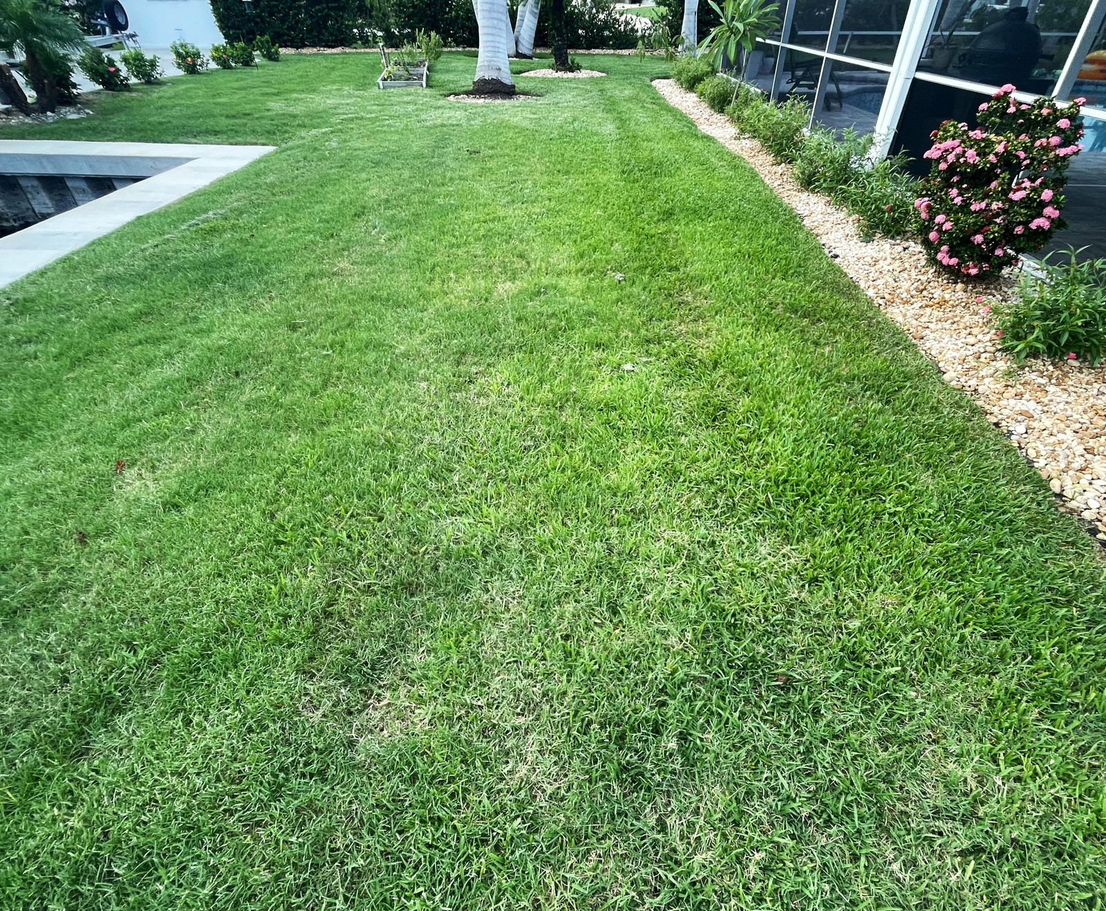 Bermuda Grass, Coated Unhulled Seeds - For 2026 Planting Warm Season