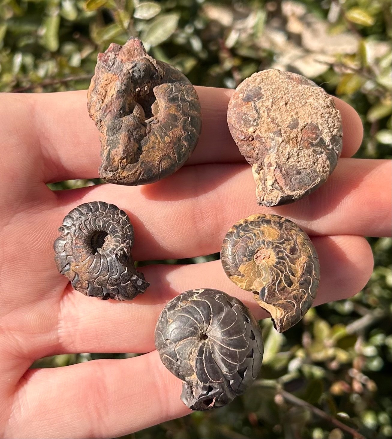 Fossil Goniatites LOT OF 5 Morocco Ammonite Devonian Age