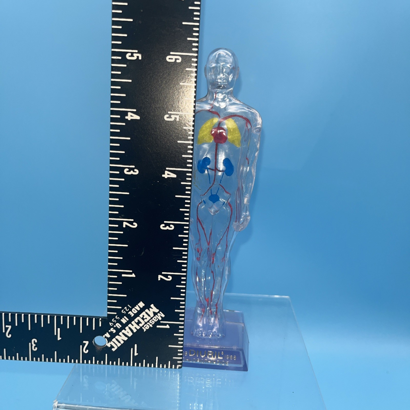 1968 Diuril Drug Rep Advertising Clear Human Body Figure Blood Pressure Medicine