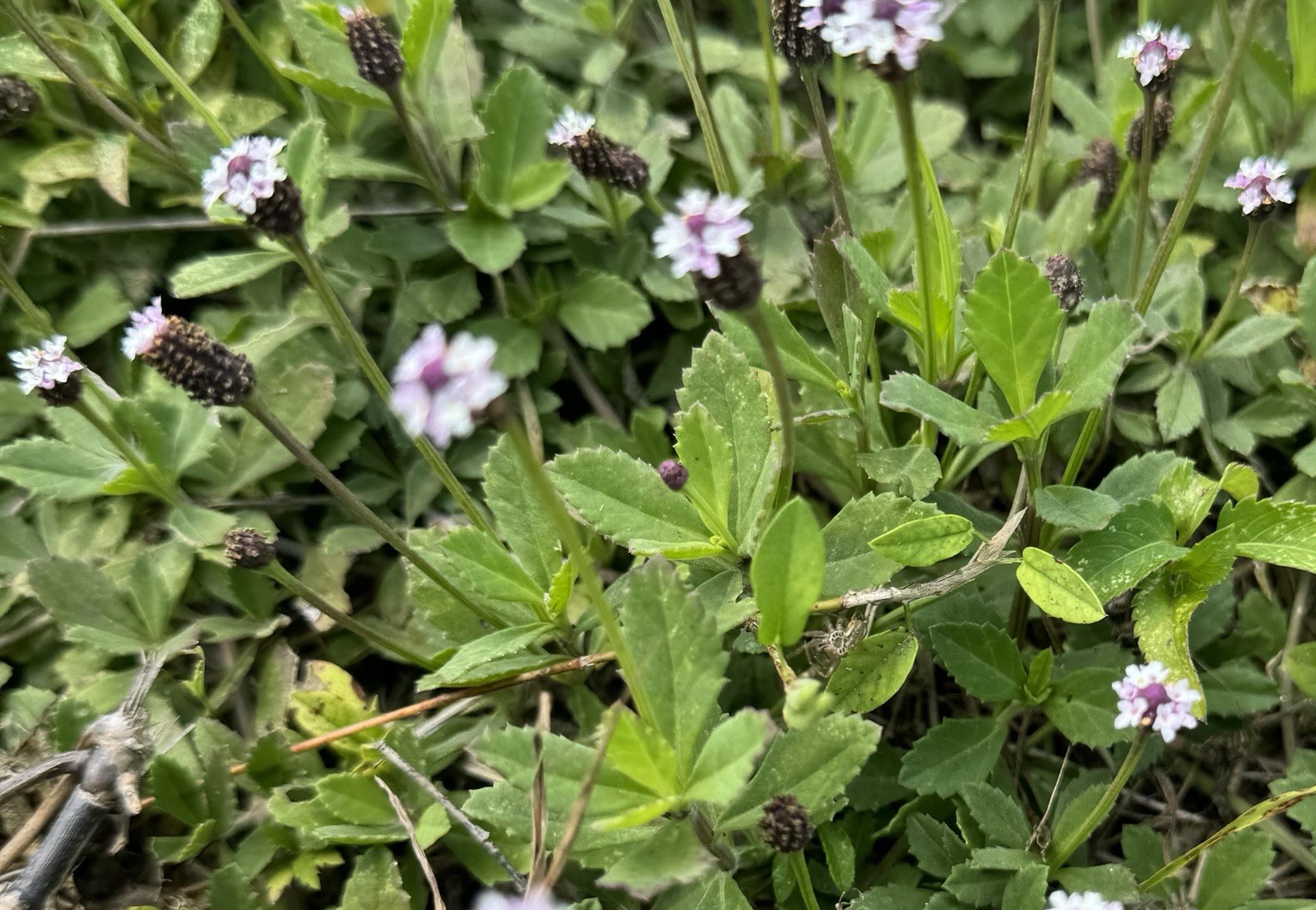 EWE QUITA MALDICION ( Fosforito)  PLANTA HIERBA religion yoruba ifa  santeria