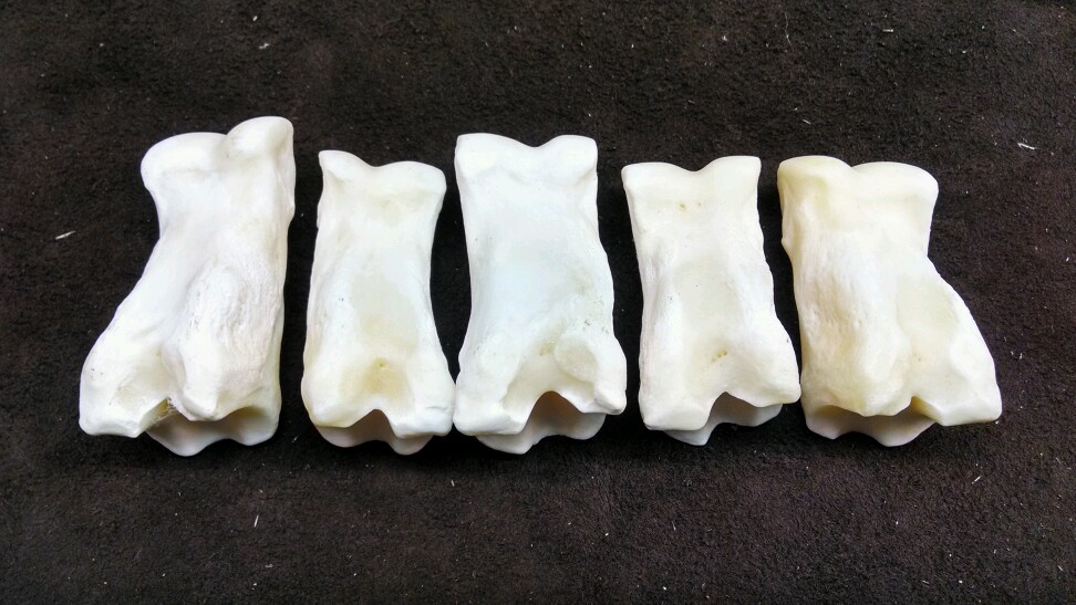 5 Buffalo Bison First Phalanges Foot Knuckle Bones