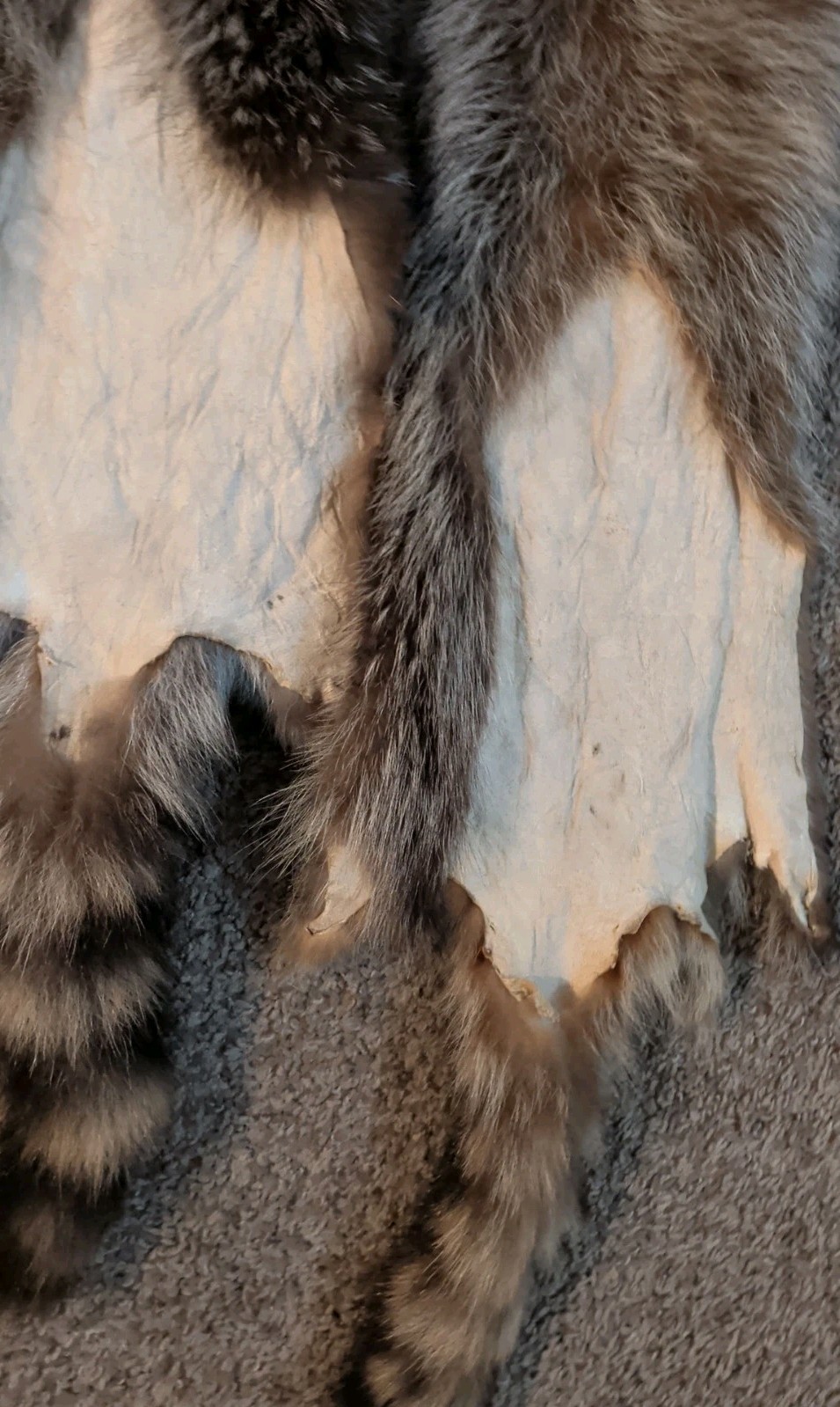 Newly Tanned Wild Large Racoon pelts~Country Fur Cabin Craft Fur~NICE! Soft!!