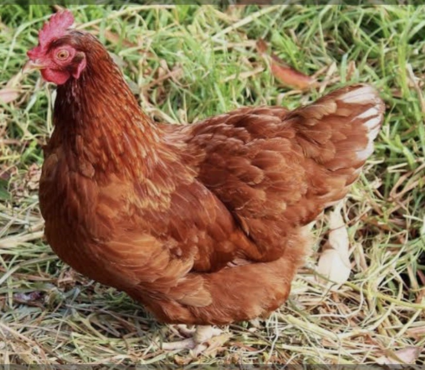 12  ISA Brown Chicken Hatching Eggs.NPIP/AI certified