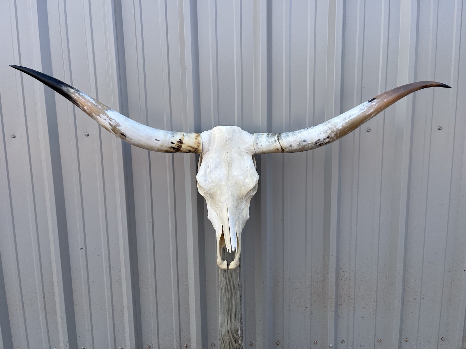Longhorn STEER SKULL 4 Feet 8 1/2 Inch WIDE Horns BULL HORN MOUNTED COW HEAD