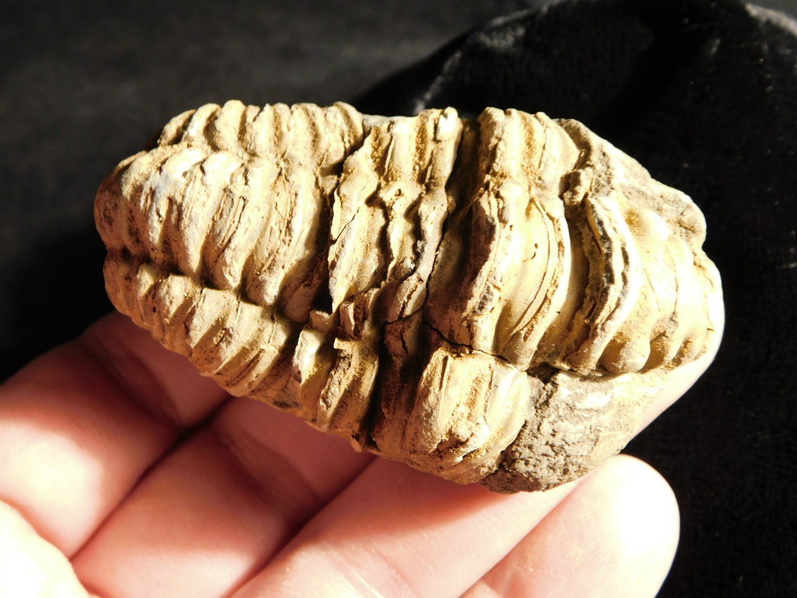 Big! 460 MILLION Year Old! Flexicalymene TRILOBITE Fossil Morocco 74.5gr