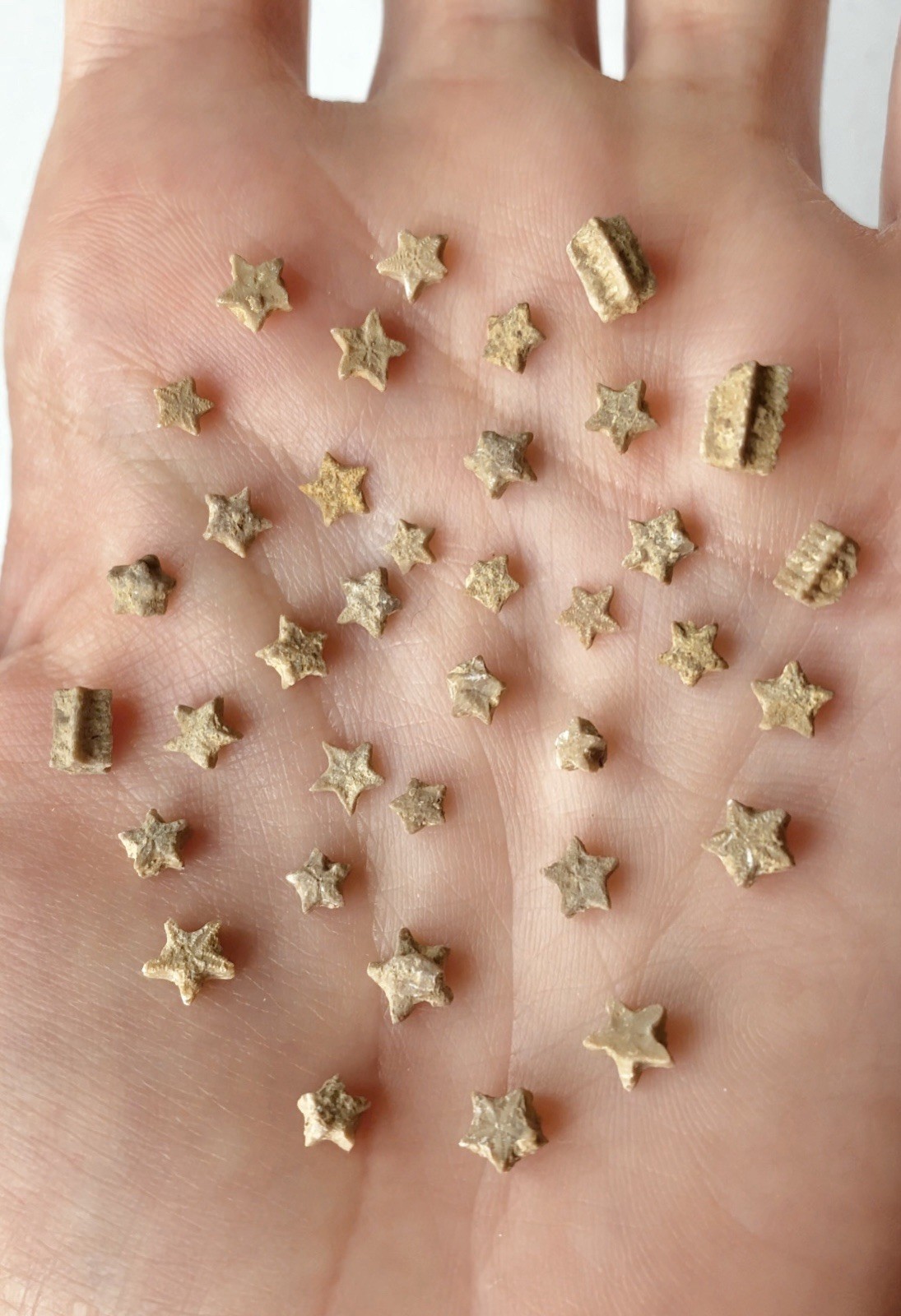 A Bottle of 36 Crinoid Star Fossils