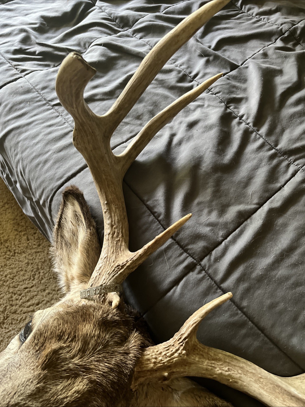 Deer Mount