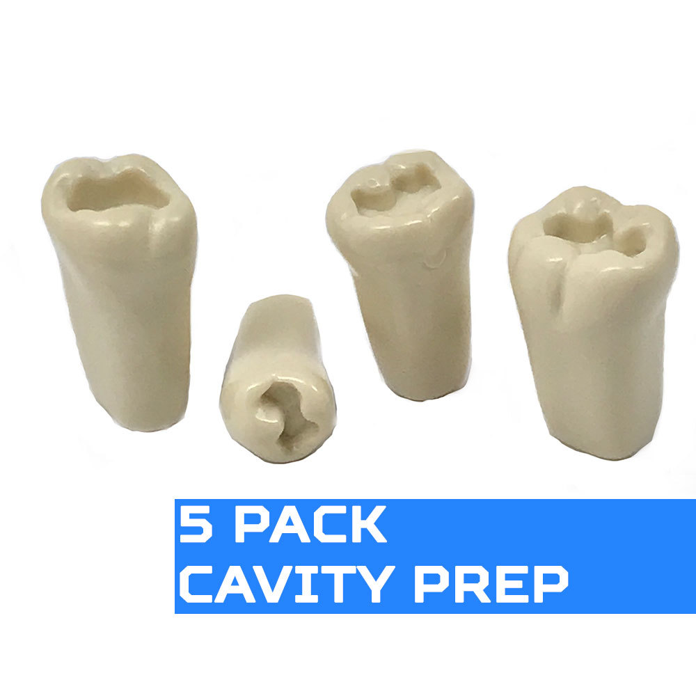 Ivorine Teeth Typodont 860 - Cavity Prep 5 PACK Compatible w/ Columbia 860 Brand