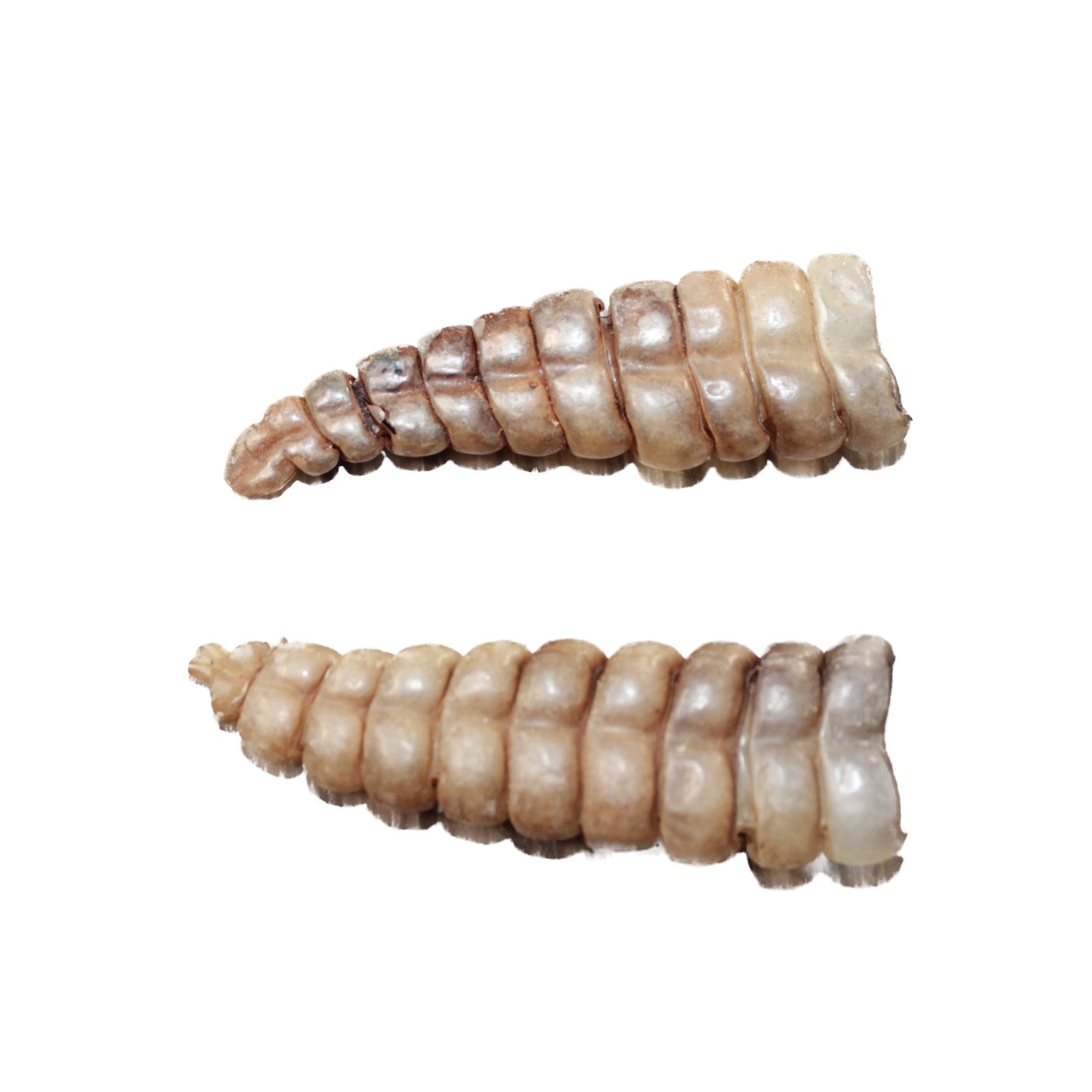 2 Very Large Rattlesnake Rattles #5863 Taxidermy Diamondback Sidewinder