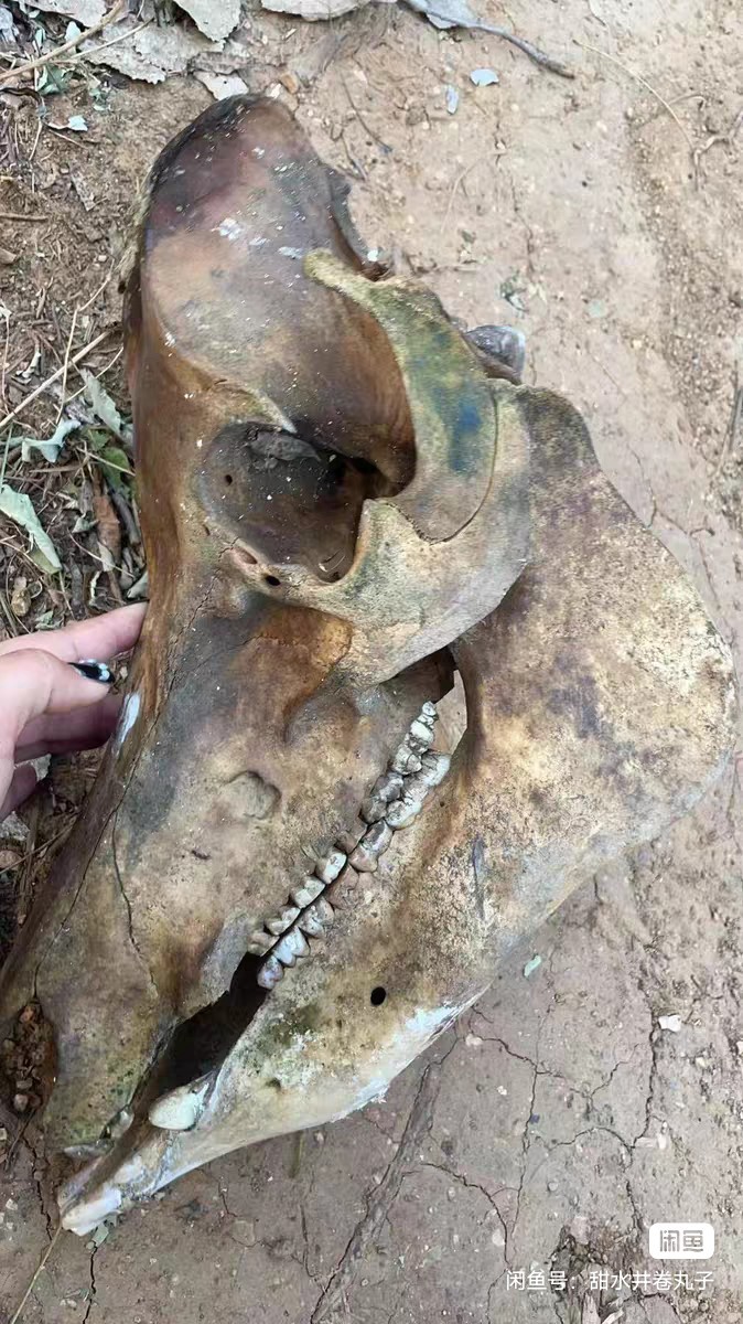 Early Exquisite Bone Fossils - Ancient Fossil Specimens