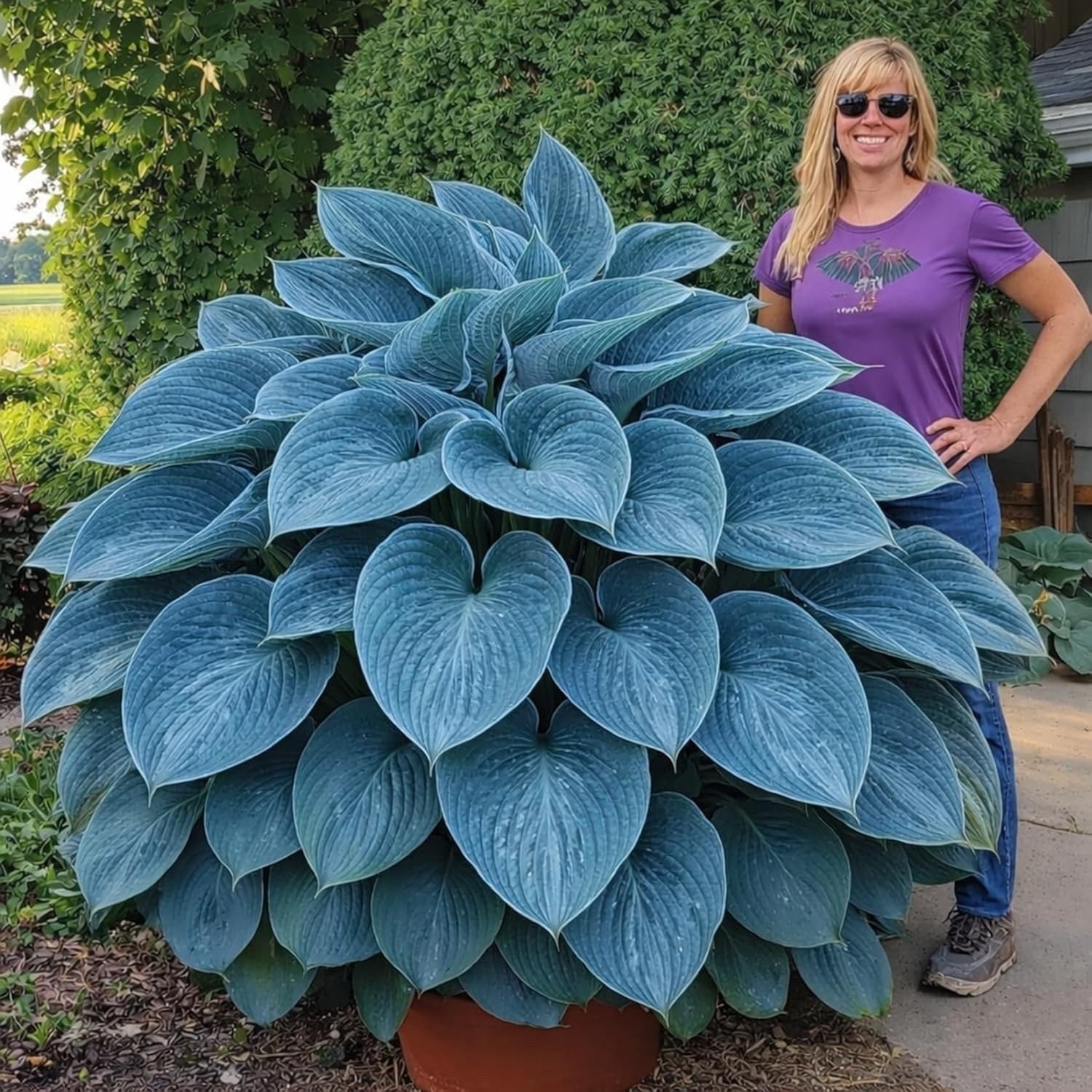 Blue Angel Giant Hosta Plant for Growing - Hosta Plant - Perennial 3 Roots