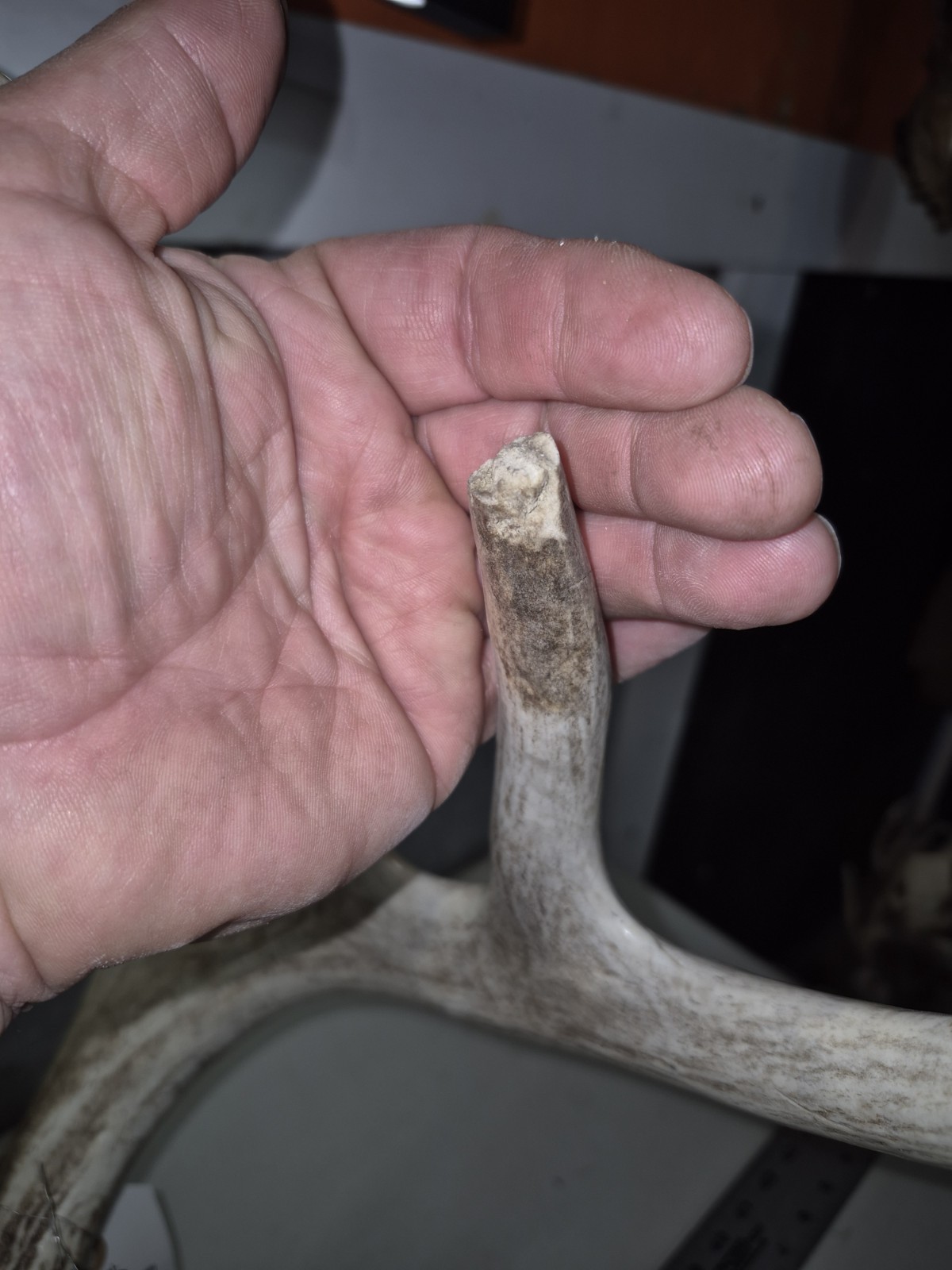 HUGE Wild 10pt 166" Whitetail Deer Skull European Decor Man Cave Taxidermy Buck