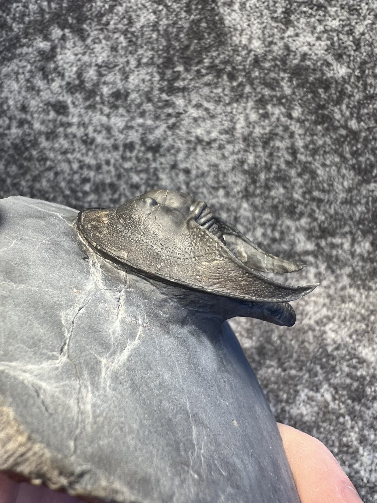 Harpes aff. perradiatus Trilobite Fossil – Collector Specimen