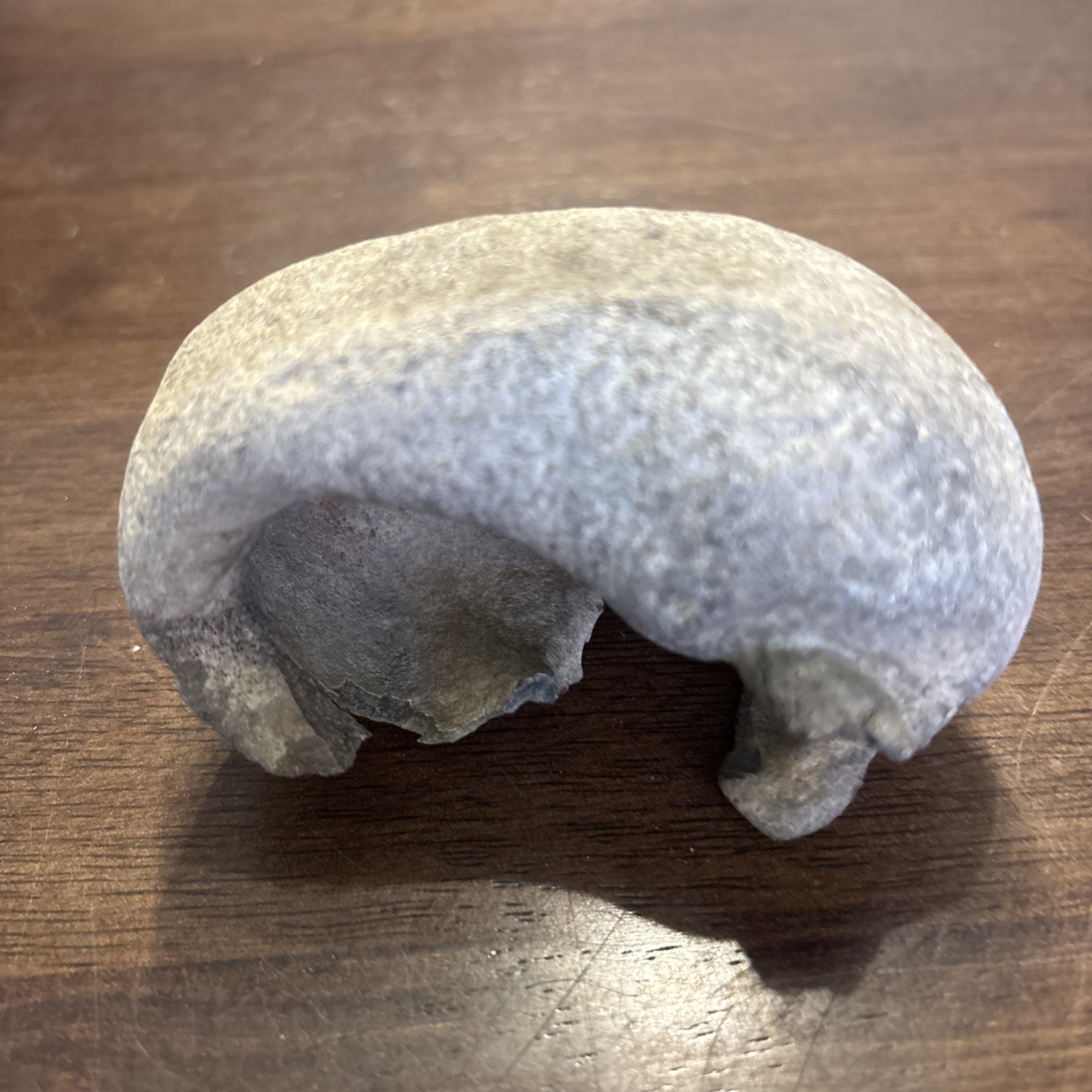 3 Inch Fossilized Whale Ear Bone Concave Rare