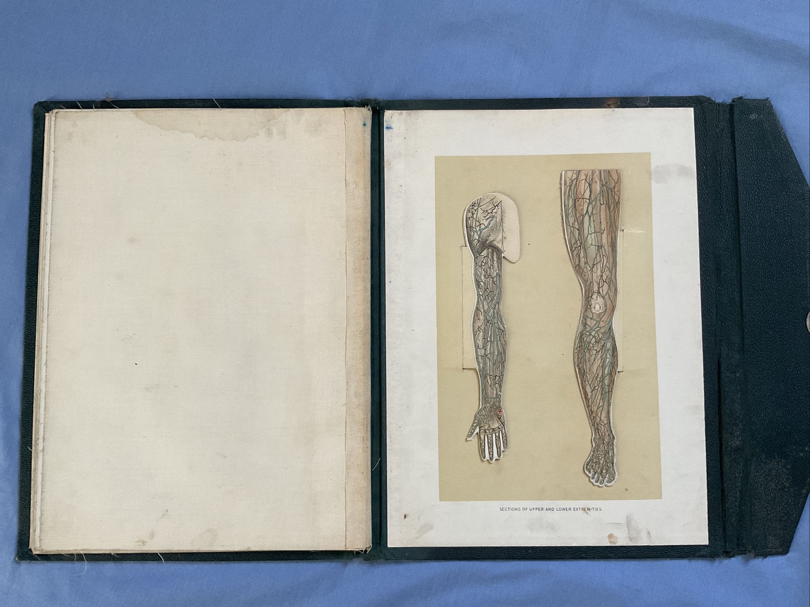 Antique Medical Anatomy Book Embalmer Anatomy Book Binder 1903