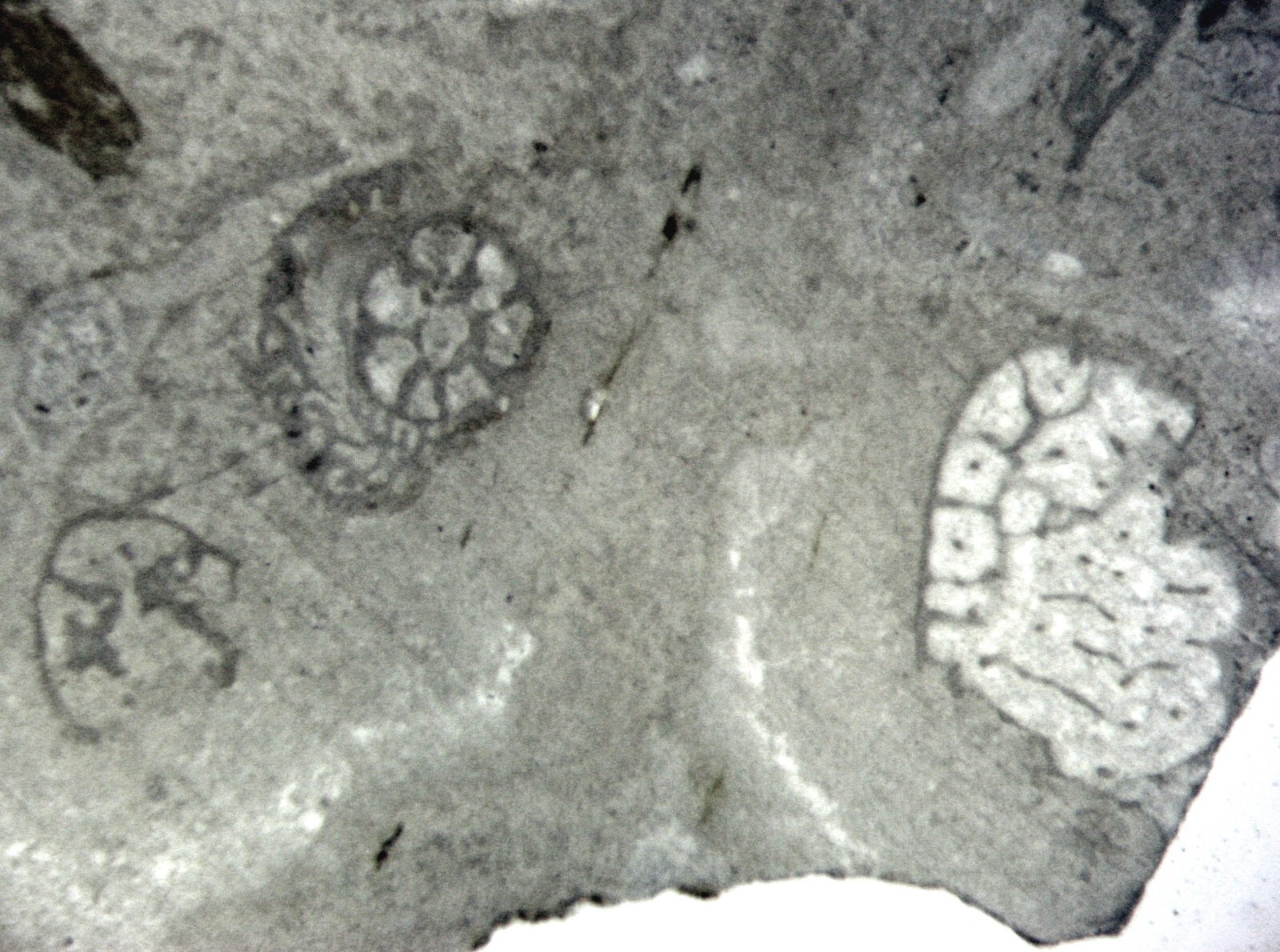 Geological Rock Formation & fossil Thin Section collection 100 slides in case