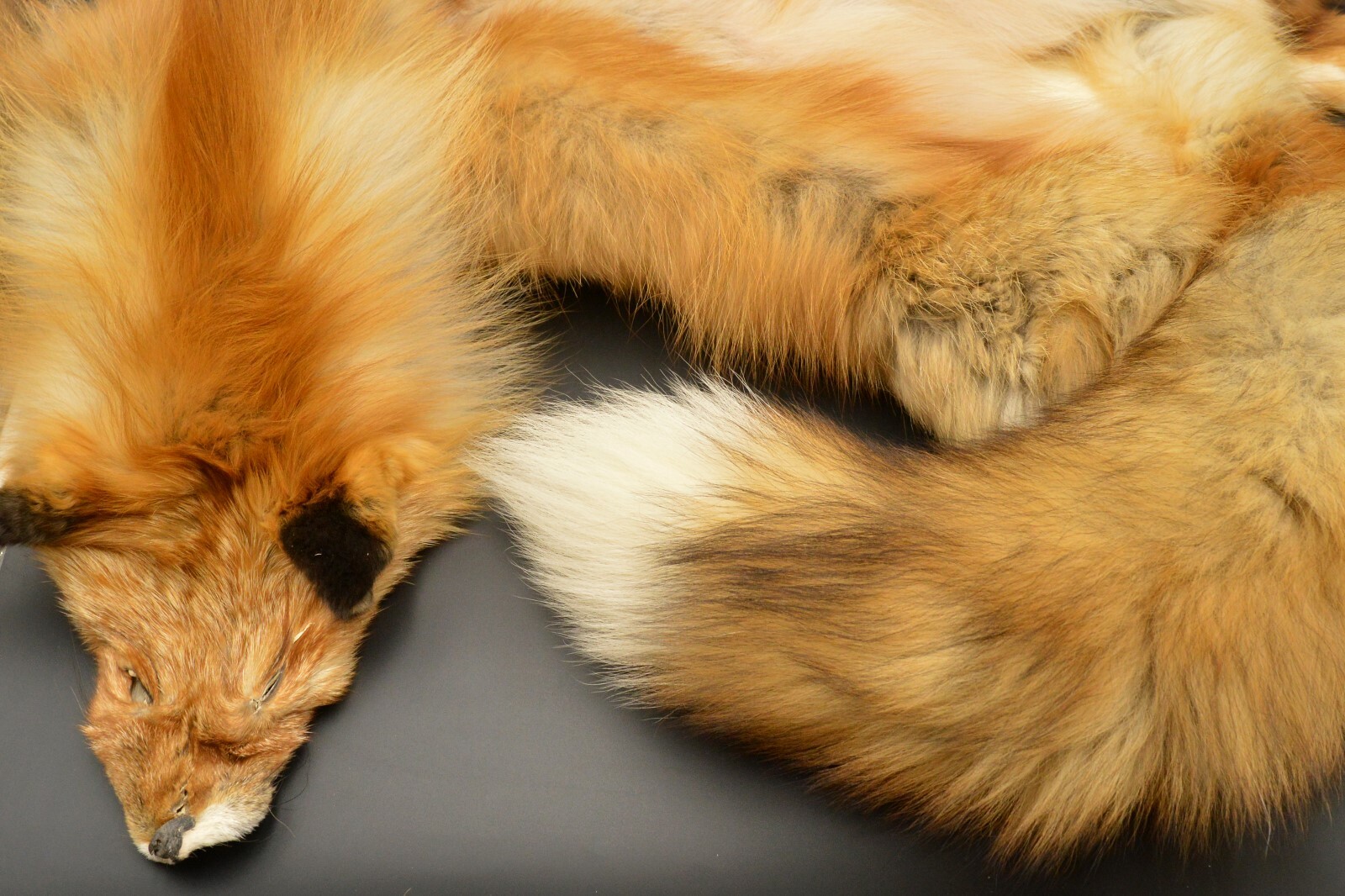 Tanned Red Fox Winter “Heavy Fur” Western Extra Large Premo (rfwhpremo)
