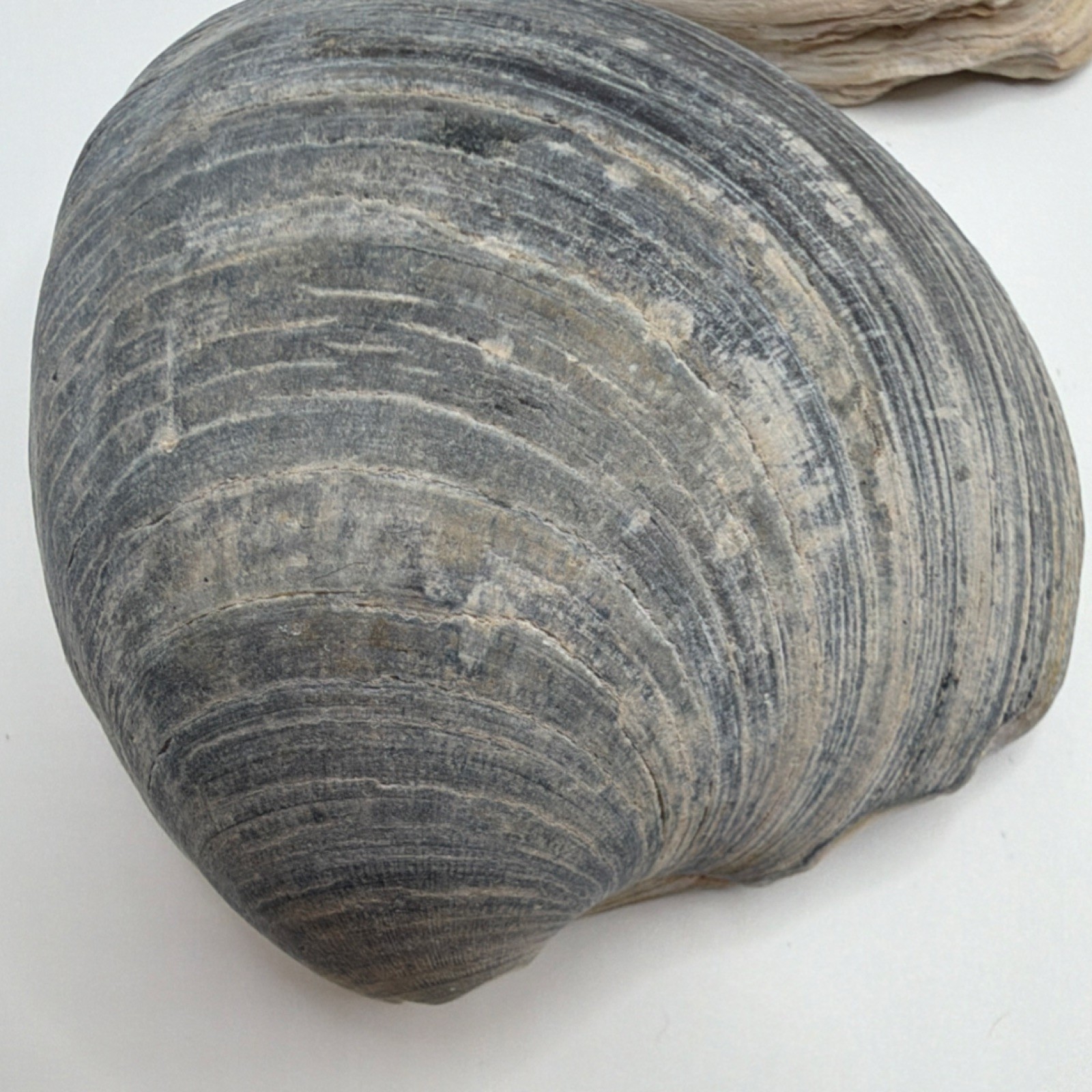 Assorted Natural Clam Shells Lot, Mixed Colors, Includes Painted Shell