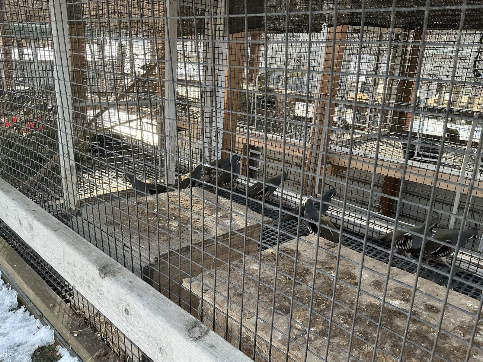 PRESALE Mountain Quail Hatching Eggs Qty 10+2 Shipping Late April Or May